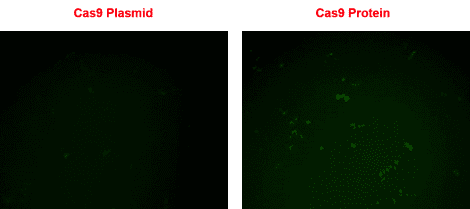 Cas9 protein rescues a non-fluorescent eGFP (EGIP), directed by a gRNA synthesized using the T7 gRNA SmartNuclease Cloning and Production Vector.