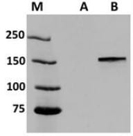 Cas9 Antibody cleanly detects Cas9 protein