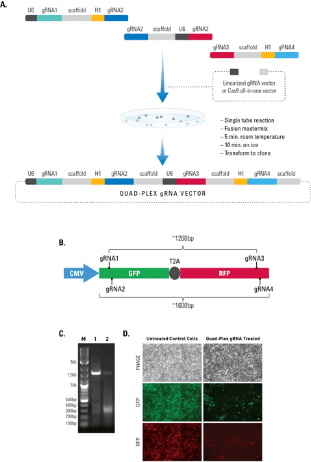 The Multiplex gRNA Cloning Kit enables efficient delivery of four gRNAs