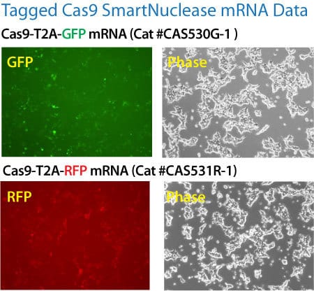 hspCas9-T2A-GFP SmartNuclease mRNA can be used to assess transfection efficiency