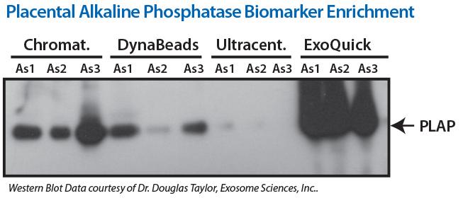 ExoQuick delivers high concentrations of exosomal proteins