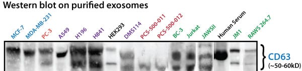 All purified exosomes are checked for the presence of CD63.