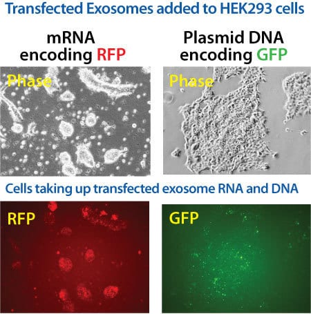 Exo-Fect loaded exosomes deliver mRNA and plasmid DNA into recipient cells