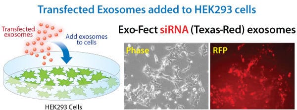 Exo-Fect transfected exosomes deliver siRNA cargo to recipient cells