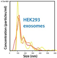 All purified exosomes are characterized using NanoSight.