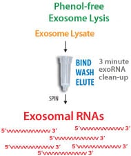 Efficient, phenol-free extraction of RNA from already-purified exosomes