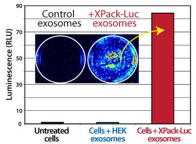 XPack-Luciferase exosomes deliver luciferase to target cells