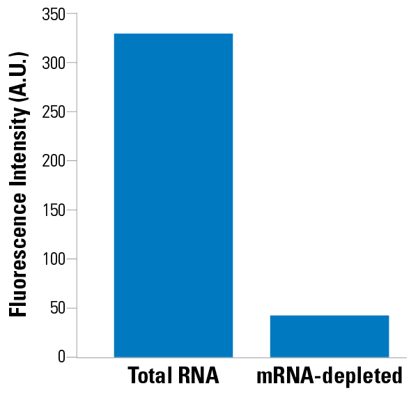 ExoGlow-RNA specifically labels mRNA
