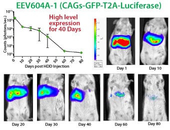 A constitutive EEV reporter based on CAGs-MCS delivers high levels of expression in mice over forty days