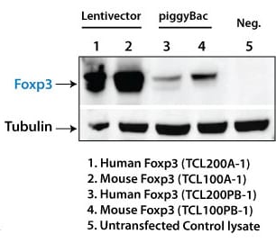 SBI’s human and mouse Foxp3 lentivector and PiggyBac plasmids provide robust Foxp3 overexpression