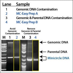 Clean and easy minicircle production with the MC-Easy Minicircle DNA Production Kit