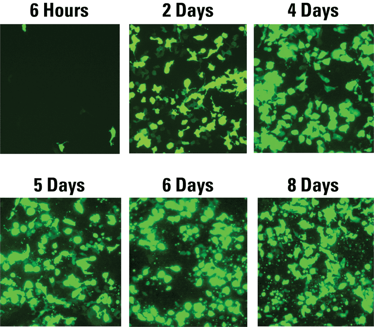 Use minicircles to get easy, sustained transfection in most cell types