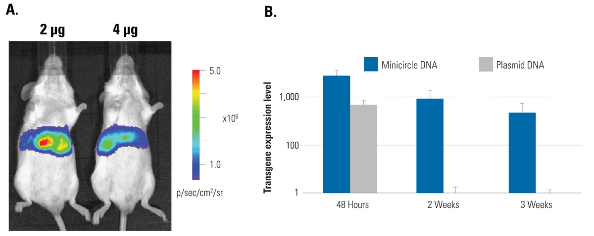 Use minicircles to express transgenes for weeks in animal models