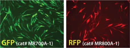 Strong GFP and RFP expression after transfection with mRNAs made with the mRNAExpress Vector mRNA Synthesis Kit