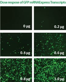 Get high transfection efficiencies with RNAfection