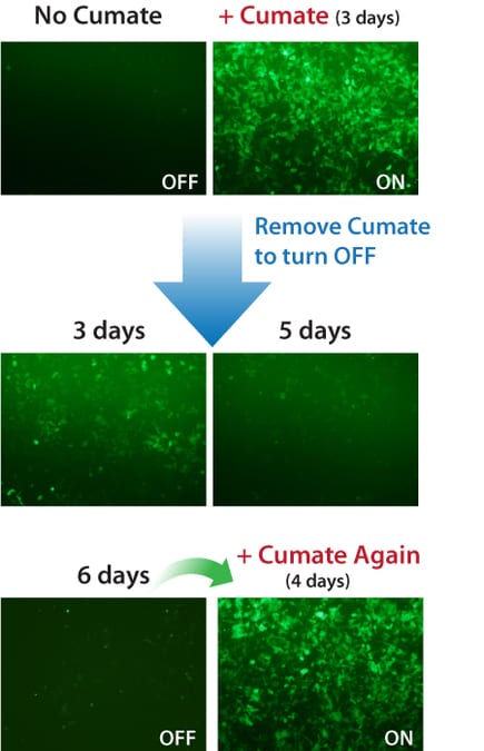 Gene expression with the SparQ Cumate Switch System can be turned on and off, then on again.