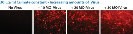 With the SparQ System, gene expression can also be titrated by increasing the amount of transduced SparQ lentivirus, even up to 30 MOI