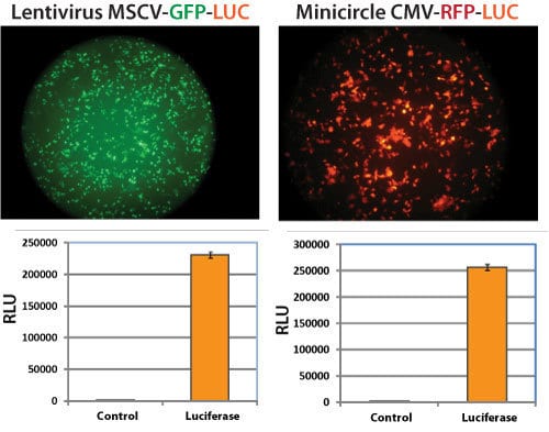 Examples of how SBI’s BLIV lentivectors and minicircle vectors can be used to generate stable cell lines with strong luciferase activity