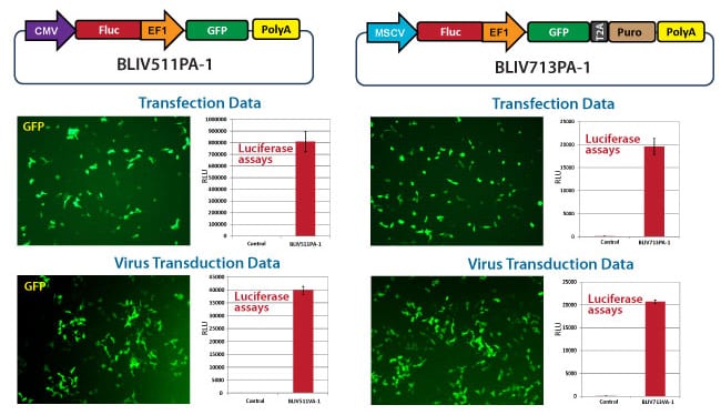 SBI’s BLIV lentivectors deliver strong luciferase activity after both transduction and transfection