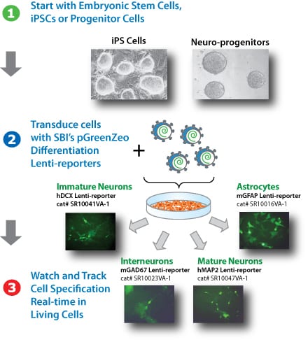 Simultaneously track multiple lineages from iPS and progenitor cells