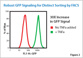 Strong GFP fluorescence in response to signaling enables FACS