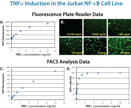 The NF-κB/Jurkat/GFP provides a strong, dose-dependent response to TNF-α