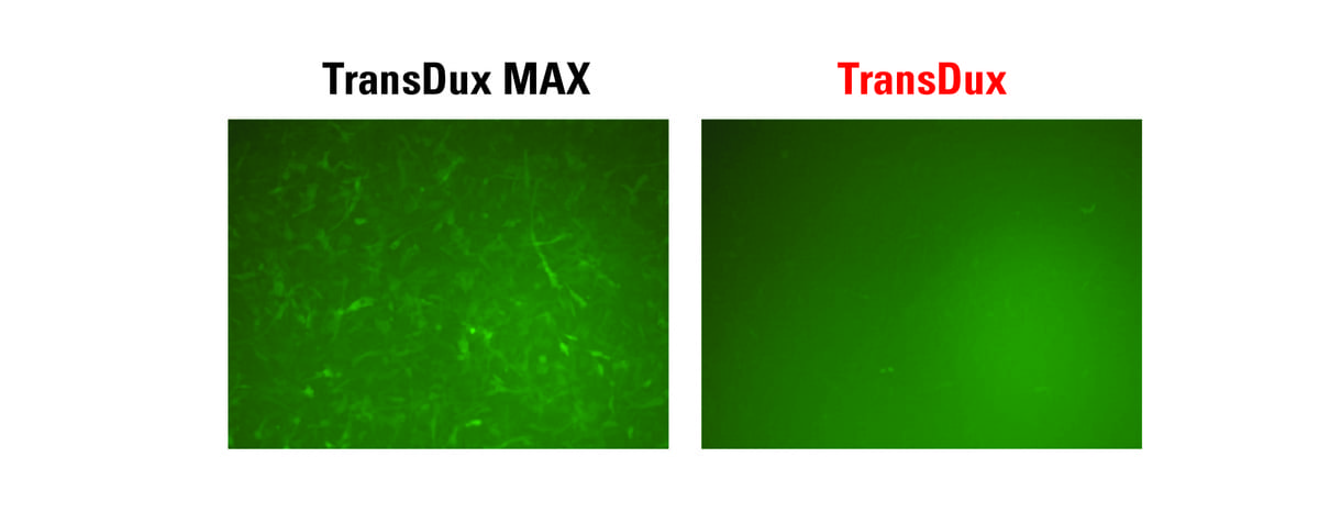 TransDux MAX works with hard-to-transduce lentivectors.