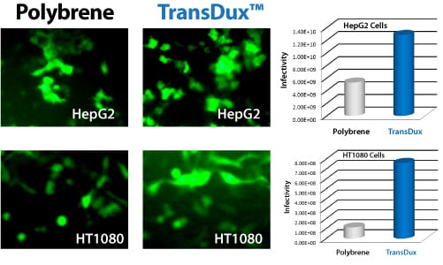 Increase transduction efficiencies with TransDux
