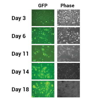 Transgene expression is stable in non-dividing cells infected with pPACK-ID