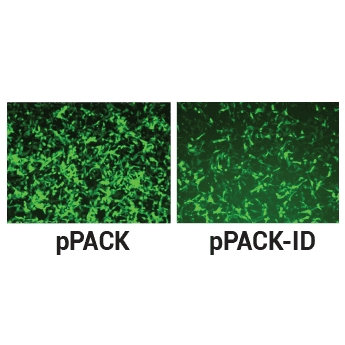 pPACK-ID provides good transduction efficiency