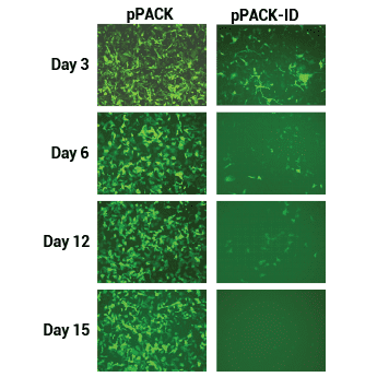 Transgene expression is rapidly lost in pPACK-ID-infected cells