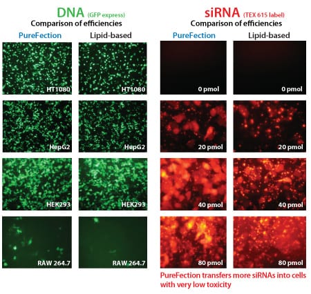 PureFection delivers higher transfection efficiencies than the leading lipid-based reagent