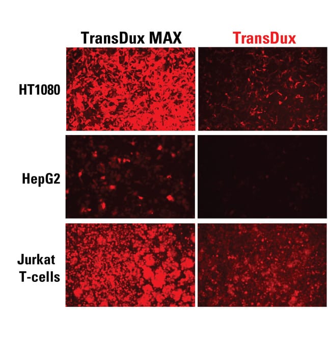 TransDux MAX delivers high transduction efficiencies across a broad range of cell types.