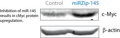miRZip-145 lentivirus inhibited endogenous miR-145 and elevated protein expression levels of the miR-145 target oncogene c-Myc