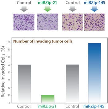 miRZip-21 and miRZip-145 who anti-oncogenic and oncogenic activity, respectively, in a cell invasion assay using MDA-MB-231 breast cancer cells