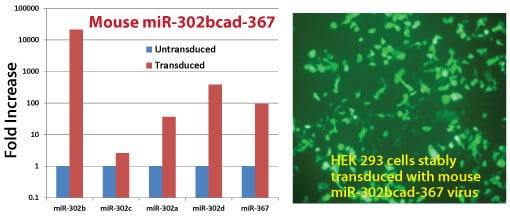 Get high levels of miRs from our Mouse pre-miRNA Expression Lentivectors