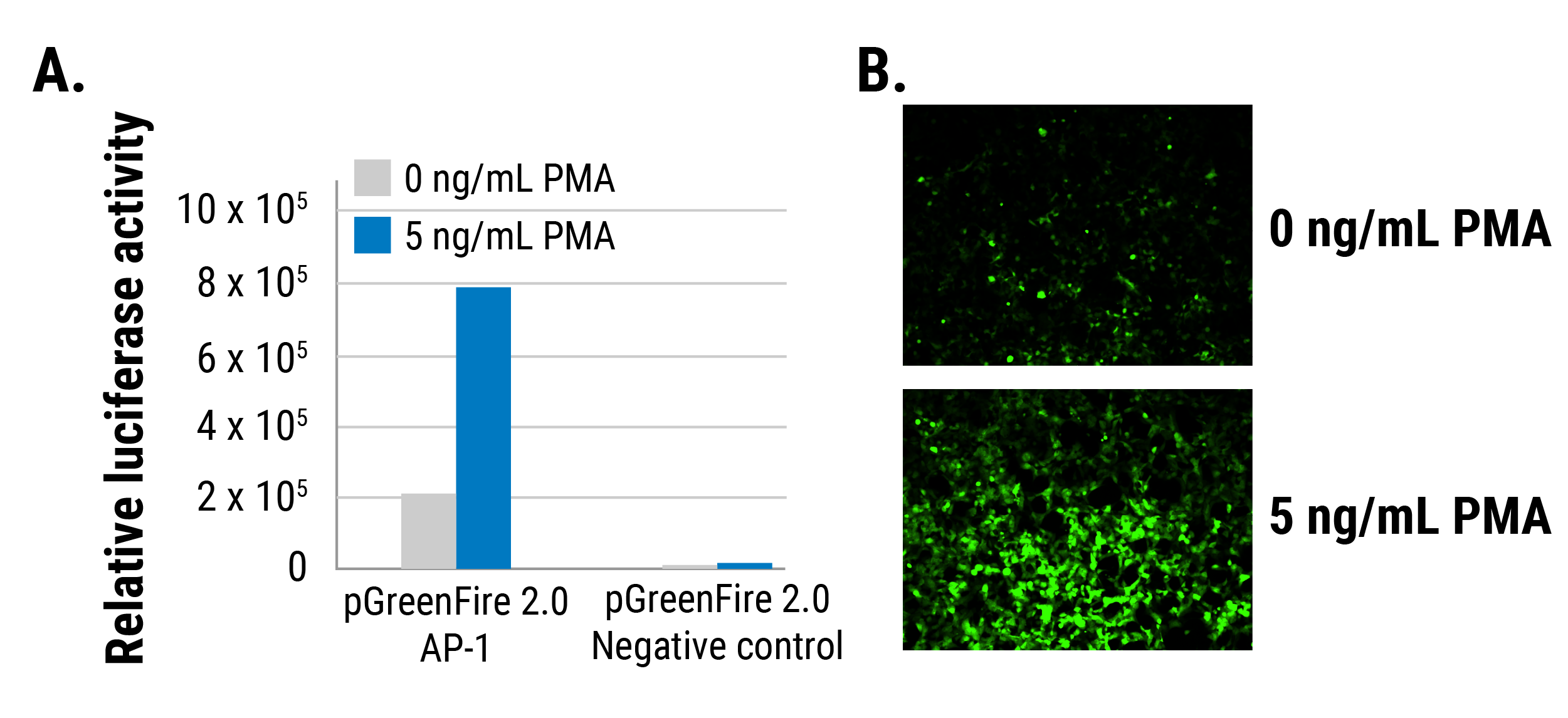 The pGreenFire 2.0 AP-1 Reporter efficiently and quantitatively reports on AP-1 activity in 293FT cells