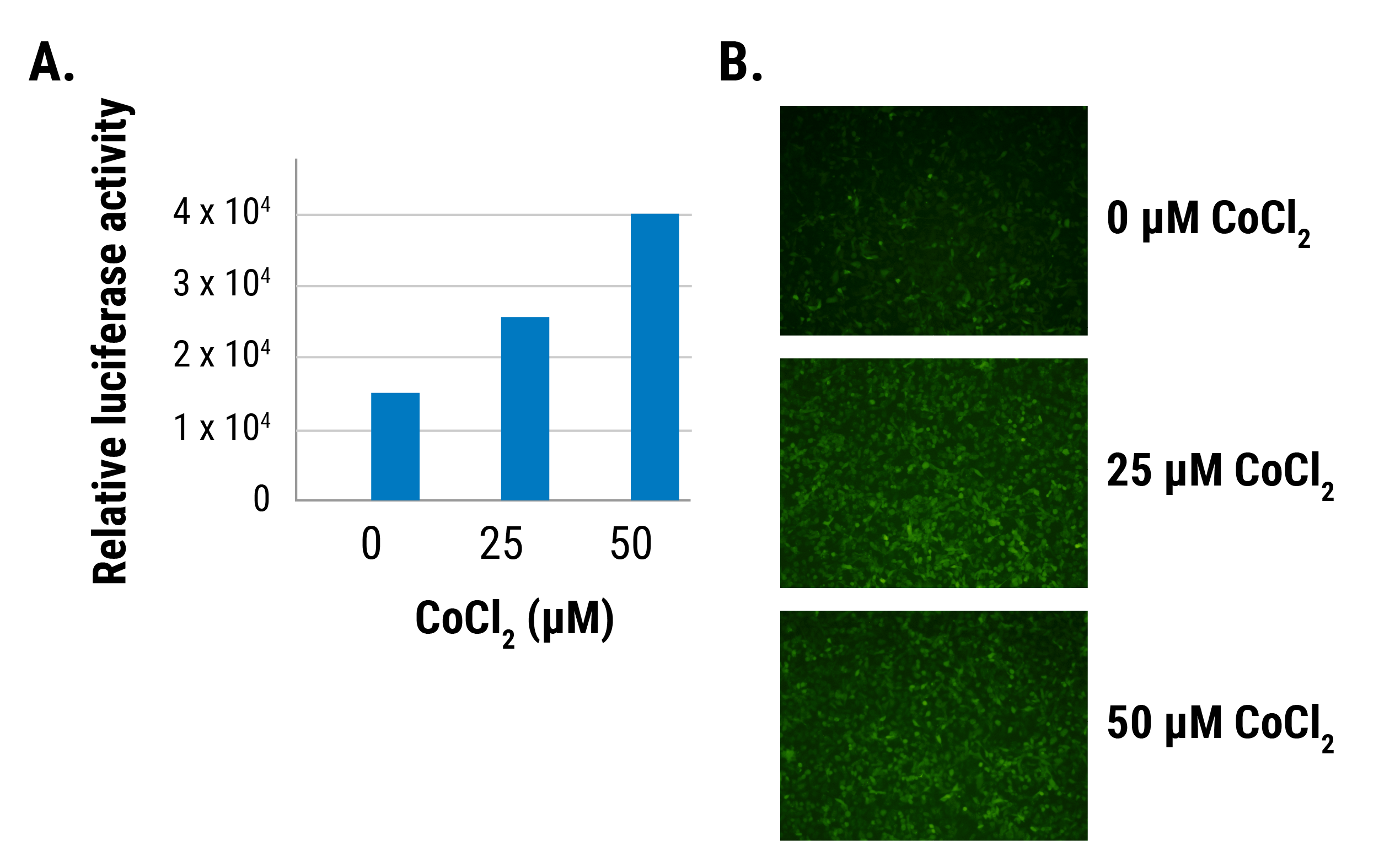 The pGreenFire 2.0 AP-1 Reporter efficiently and quantitatively reports on AP-1 activity in 293FT cells