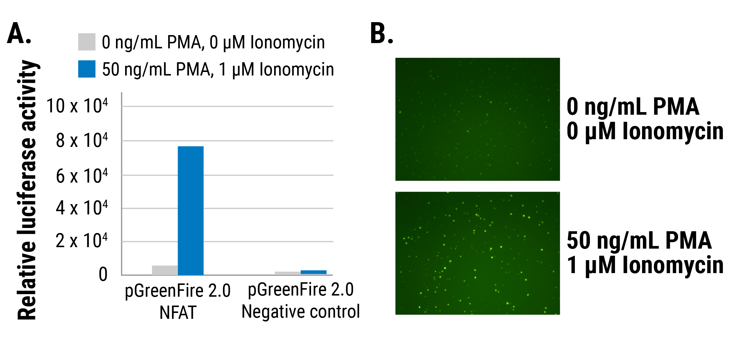 The pGreenFire 2.0 NFAT Reporter efficiently and quantitatively reports on NFAT activity in Jurkat cells