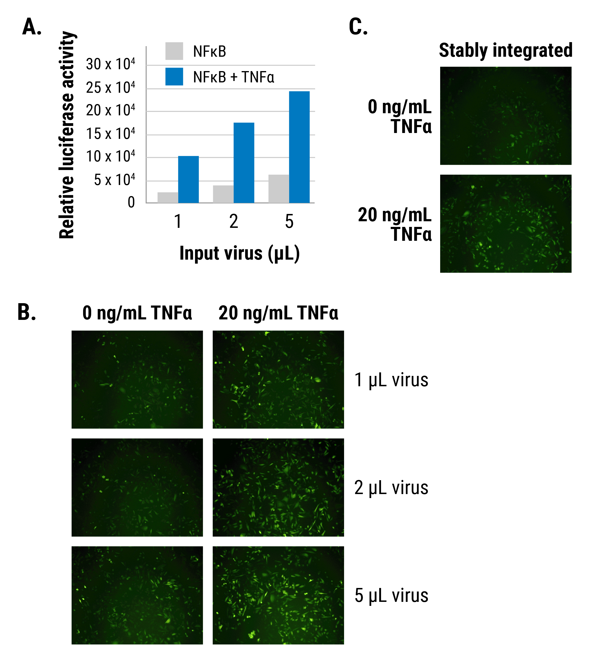 The pGreenFire 2.0 NFκB Reporter efficiently and quantitatively reports on NFκB activity in MDA-MB-213 cells