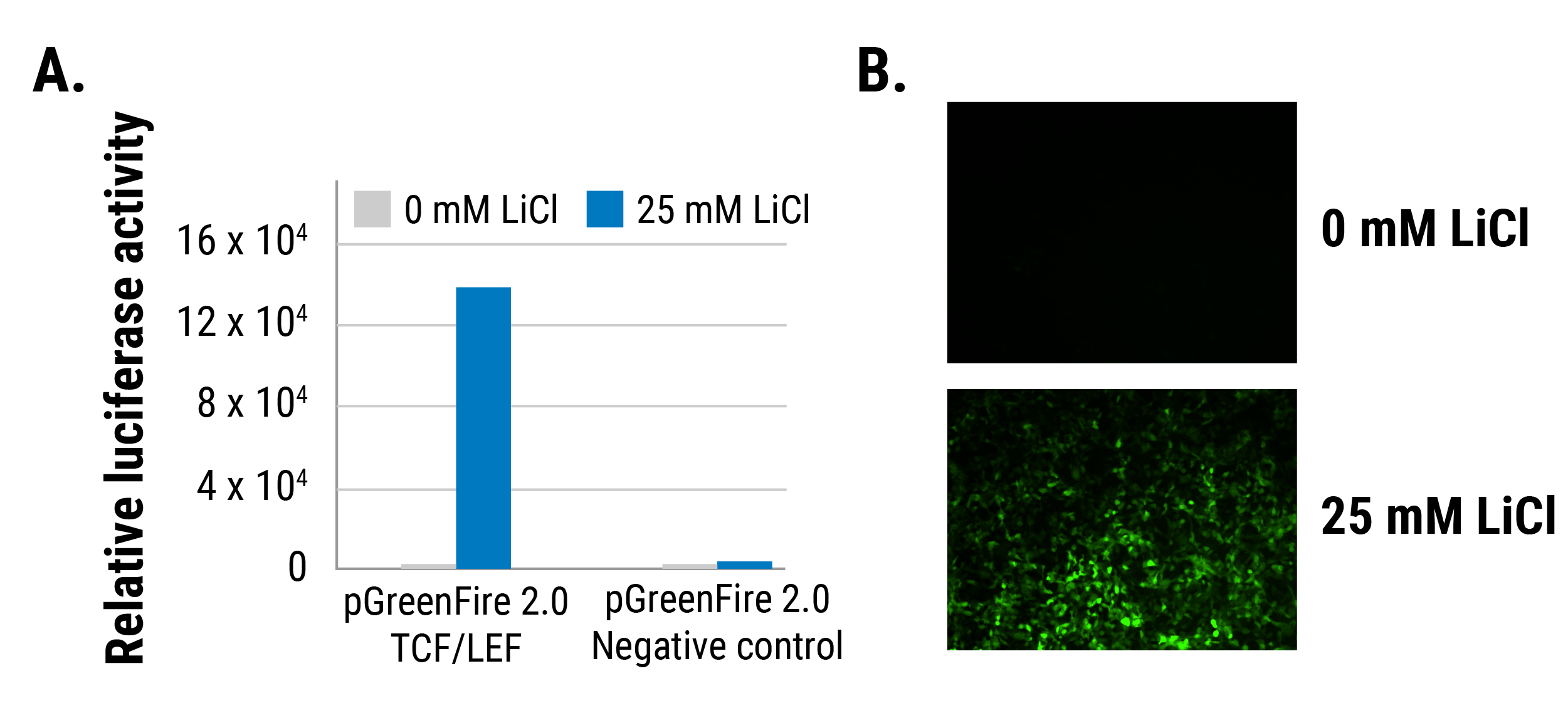 The pGreenFire 2.0 mCMV Negative Control Lentivector delivers negligible expression in 293FT cells—example 1