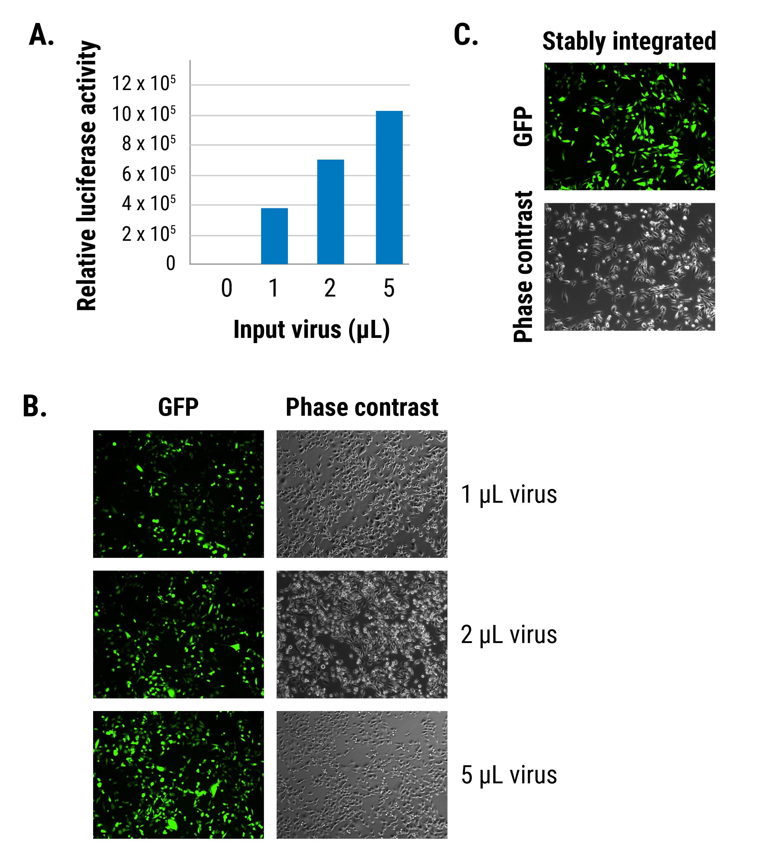 The pGreenFire 2.0 Positive Control Lentivector delivers robust expression in MDA-MB-213 cells