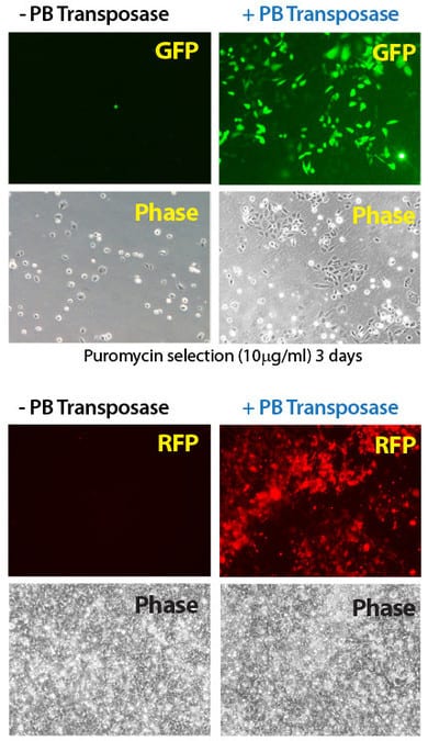 Efficient transgenesis with the Super PiggyBac Transposase and both single- and dual-promoter PiggyBac Vectors
